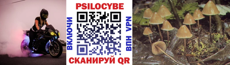 Галлюциногенные грибы Psilocybine cubensis  Купить где  Иннополис 